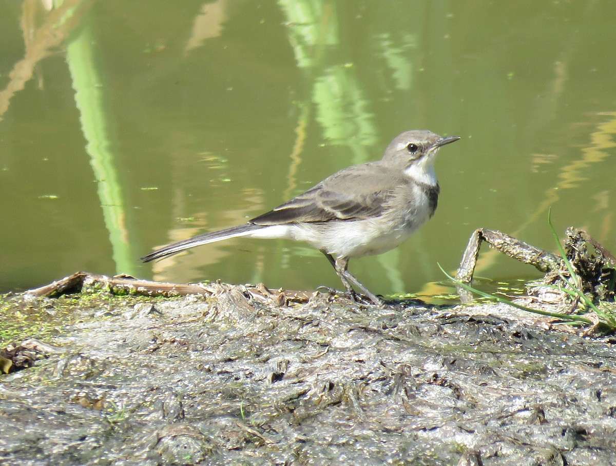 Cape Wagtail - ML73982971