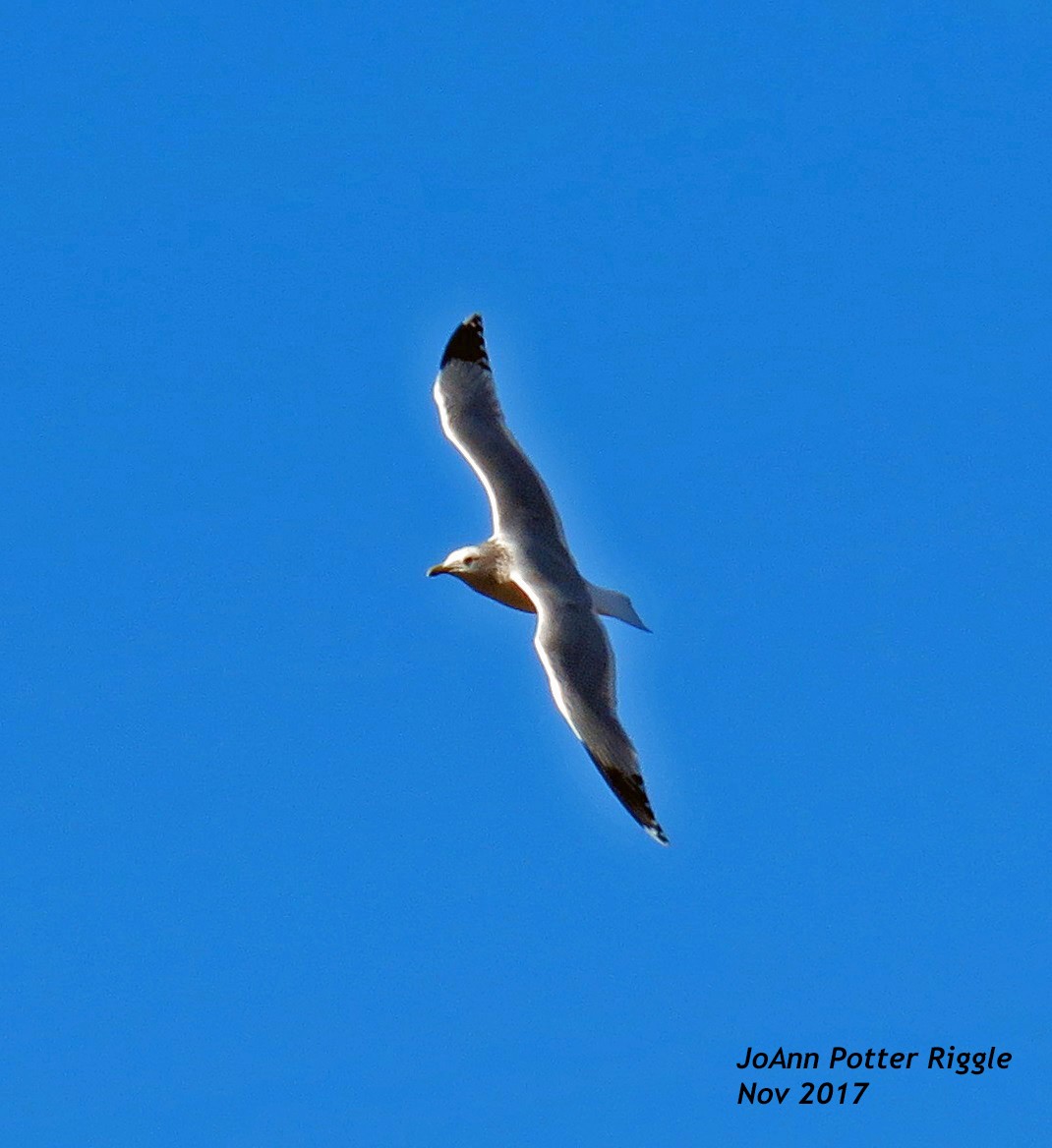 California Gull - ML73983271