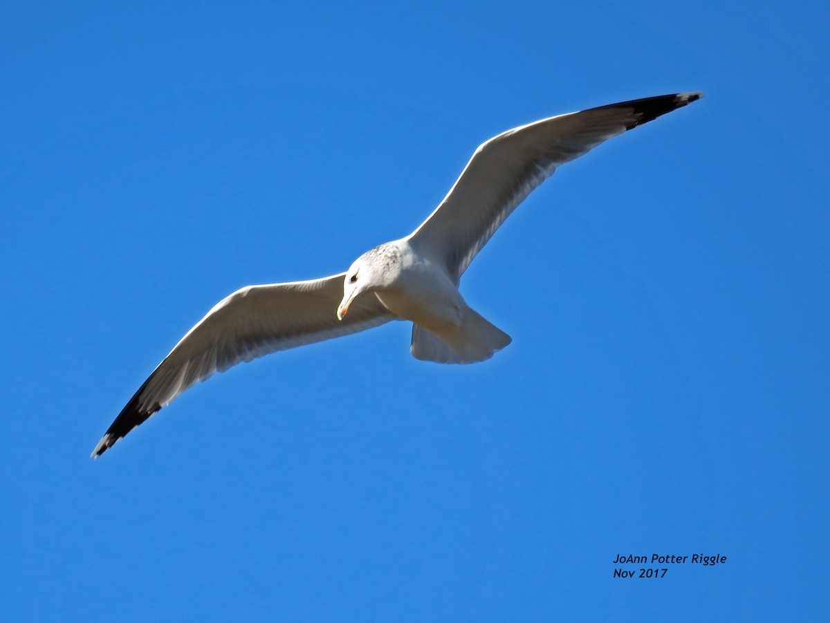 California Gull - ML73983281