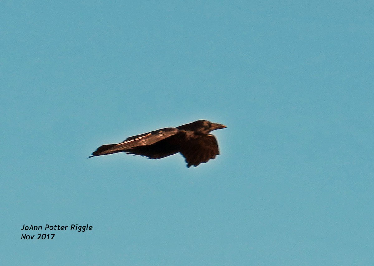 Common Raven - ML73983291