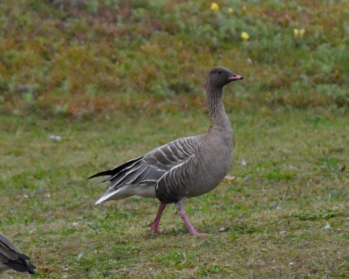 Pink-footed Goose - ML73983341