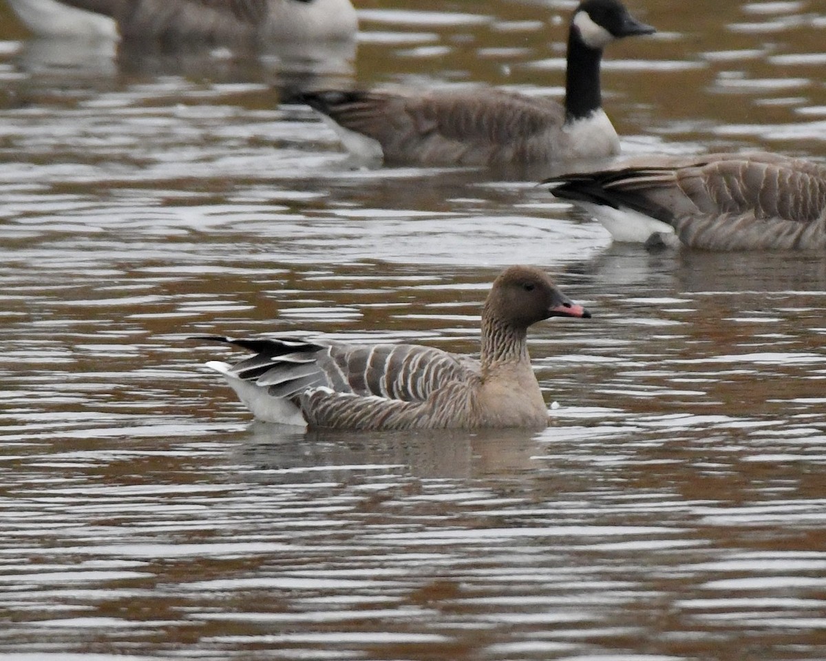 Pink-footed Goose - ML73983351
