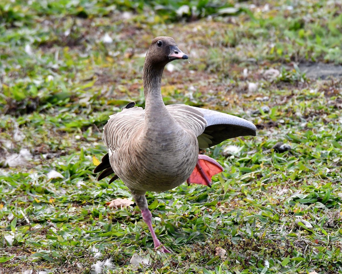 Pink-footed Goose - ML73983711