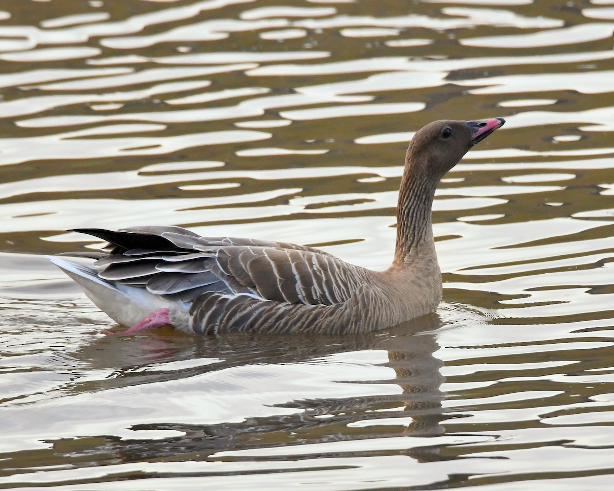 Pink-footed Goose - ML73983721
