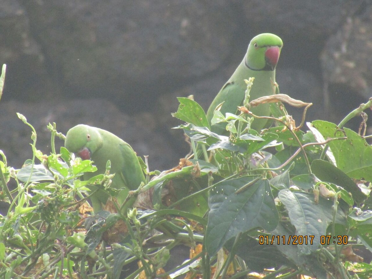 Rose-ringed Parakeet - ML73984311