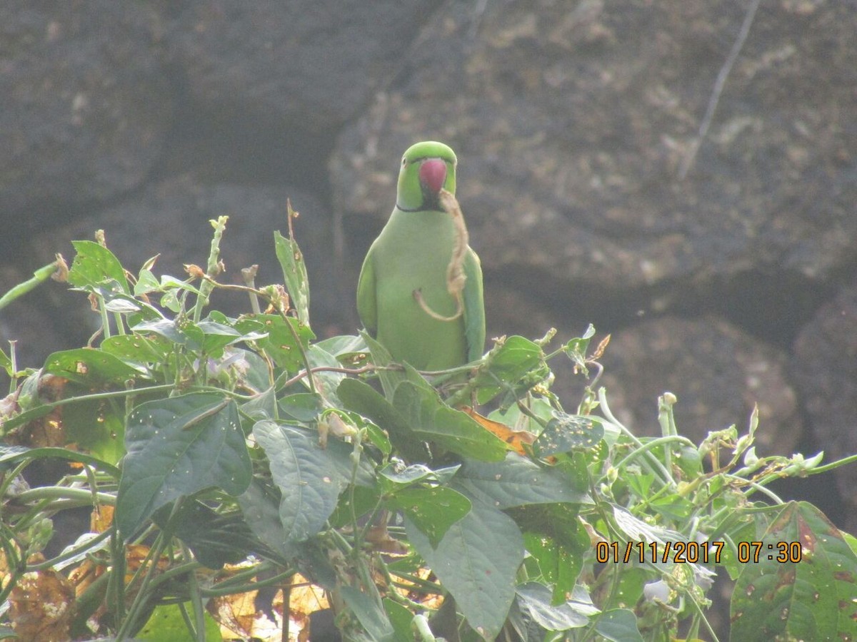 Rose-ringed Parakeet - ML73984321