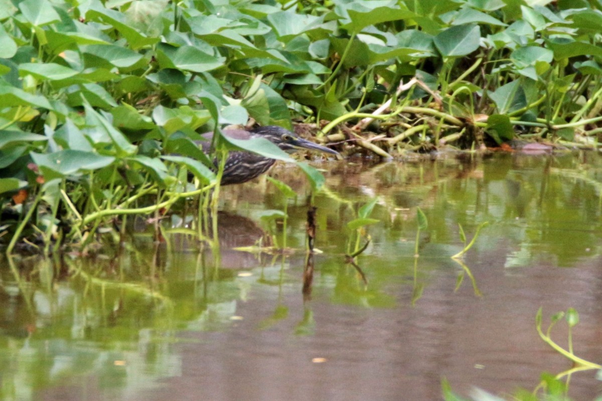 Striated Heron (Old World) - ML73984381