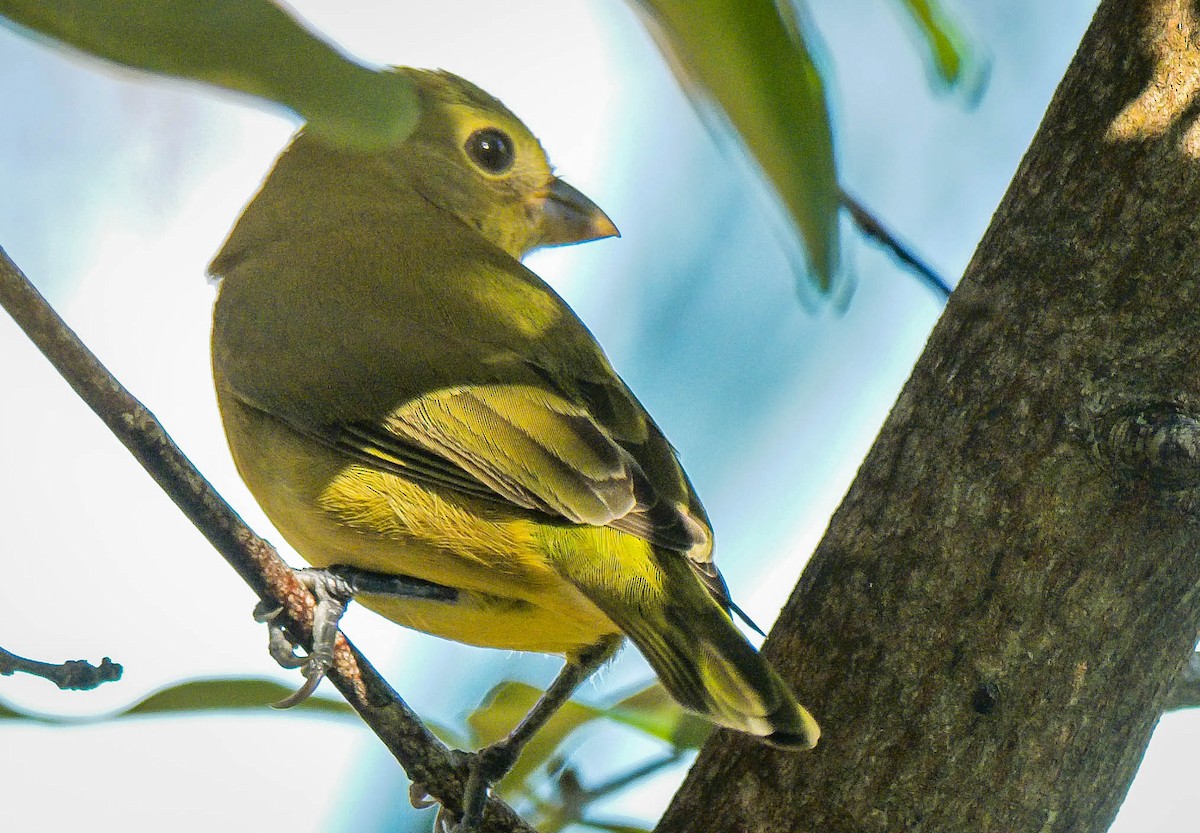 Painted Bunting - ML73984461