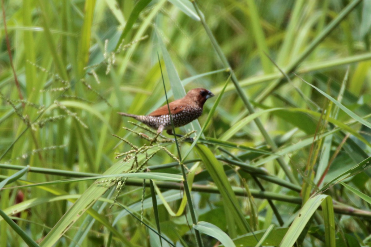 Scaly-breasted Munia - ML73984491