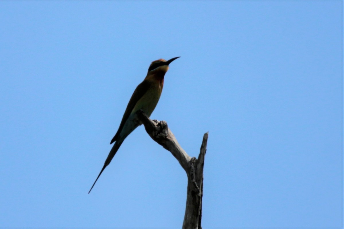 Blue-tailed Bee-eater - ML73984631