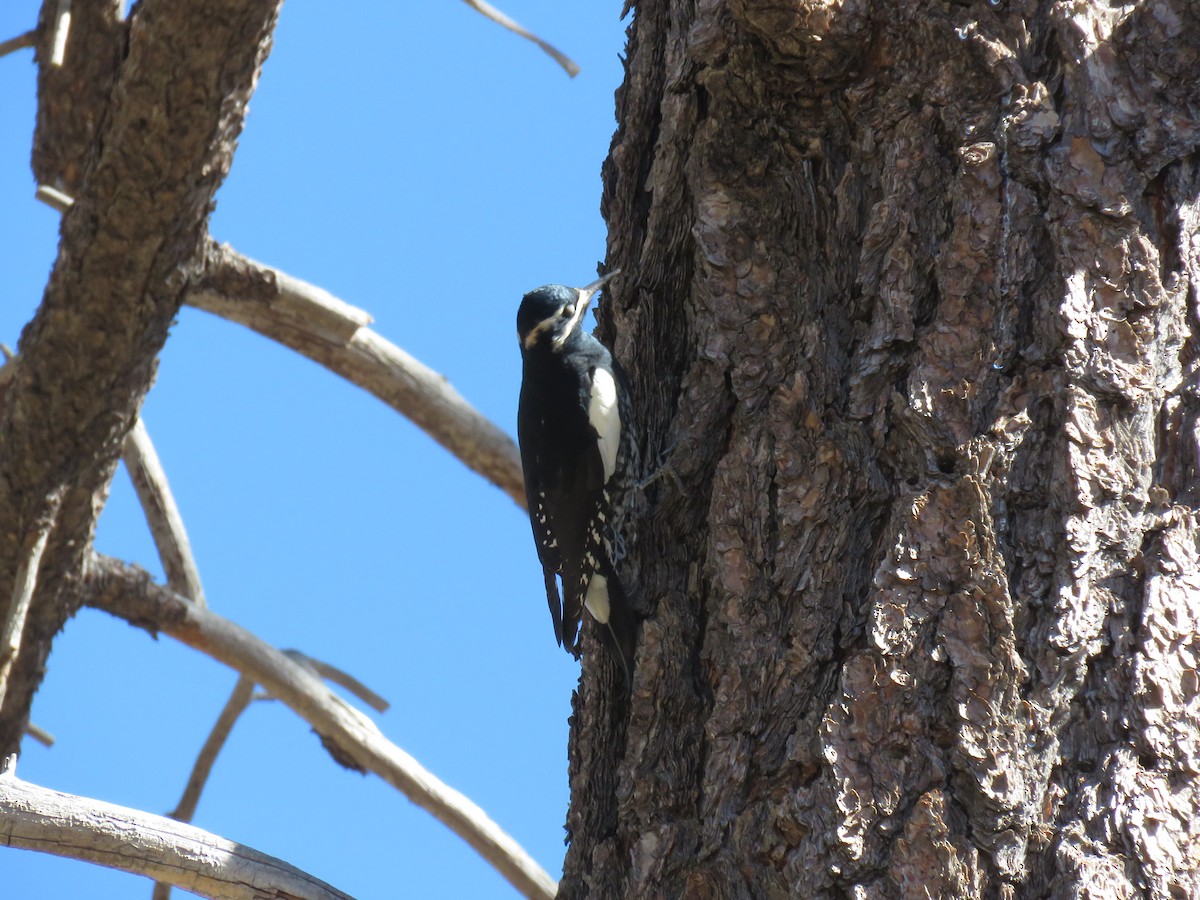 Williamson's Sapsucker - ML73984731