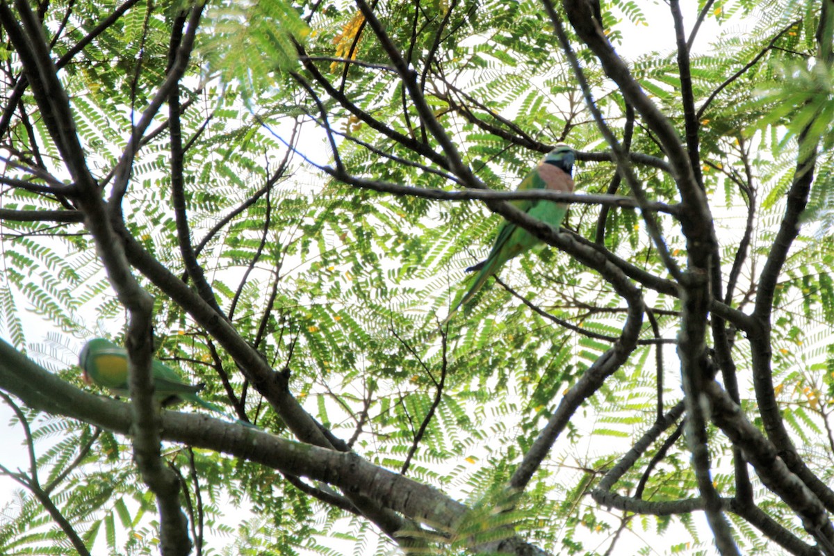 Red-breasted Parakeet - ML73984821