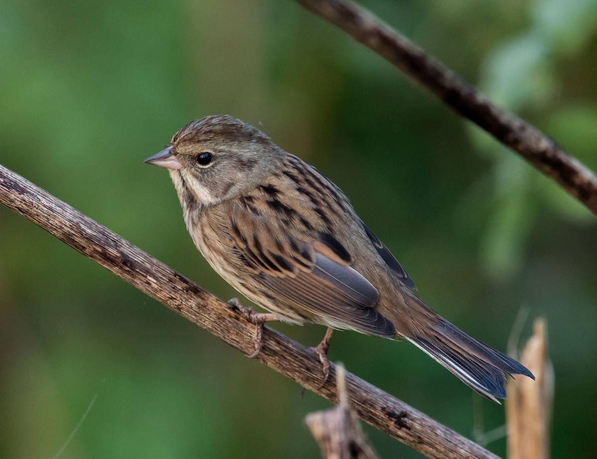 Escribano Enmascarado (spodocephala/sordida) - ML73985001