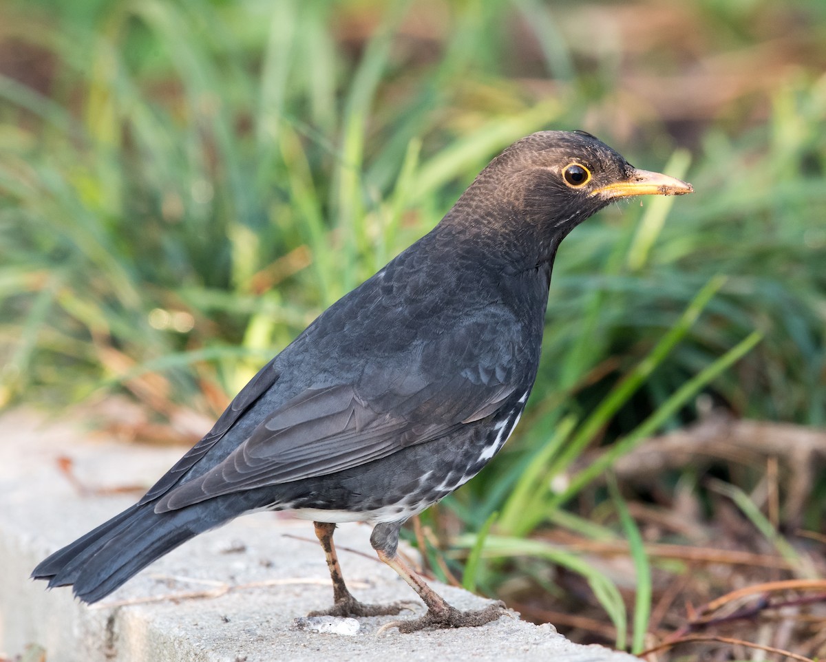 Japanese Thrush - ML73985301