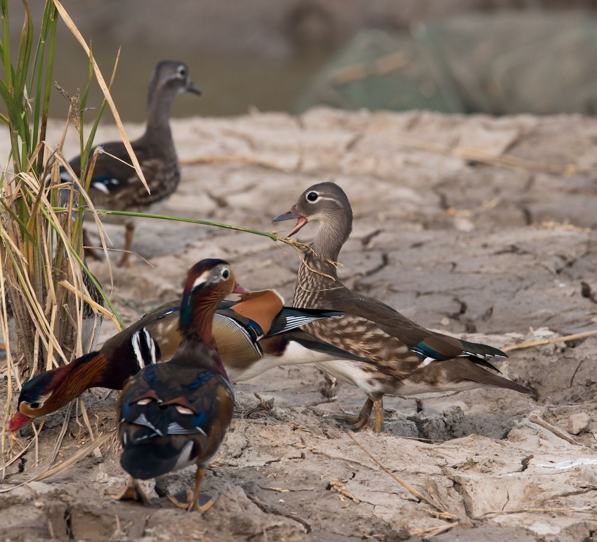 Mandarin Duck - ML73985361