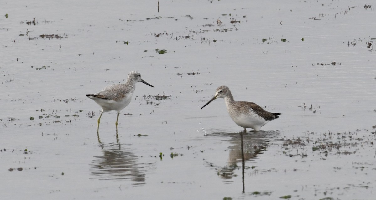 Greater Yellowlegs - Barry Blust