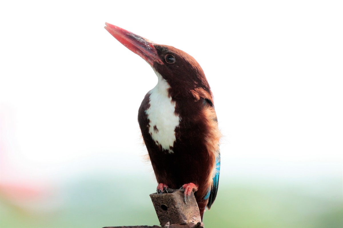 White-throated Kingfisher - ML73985871