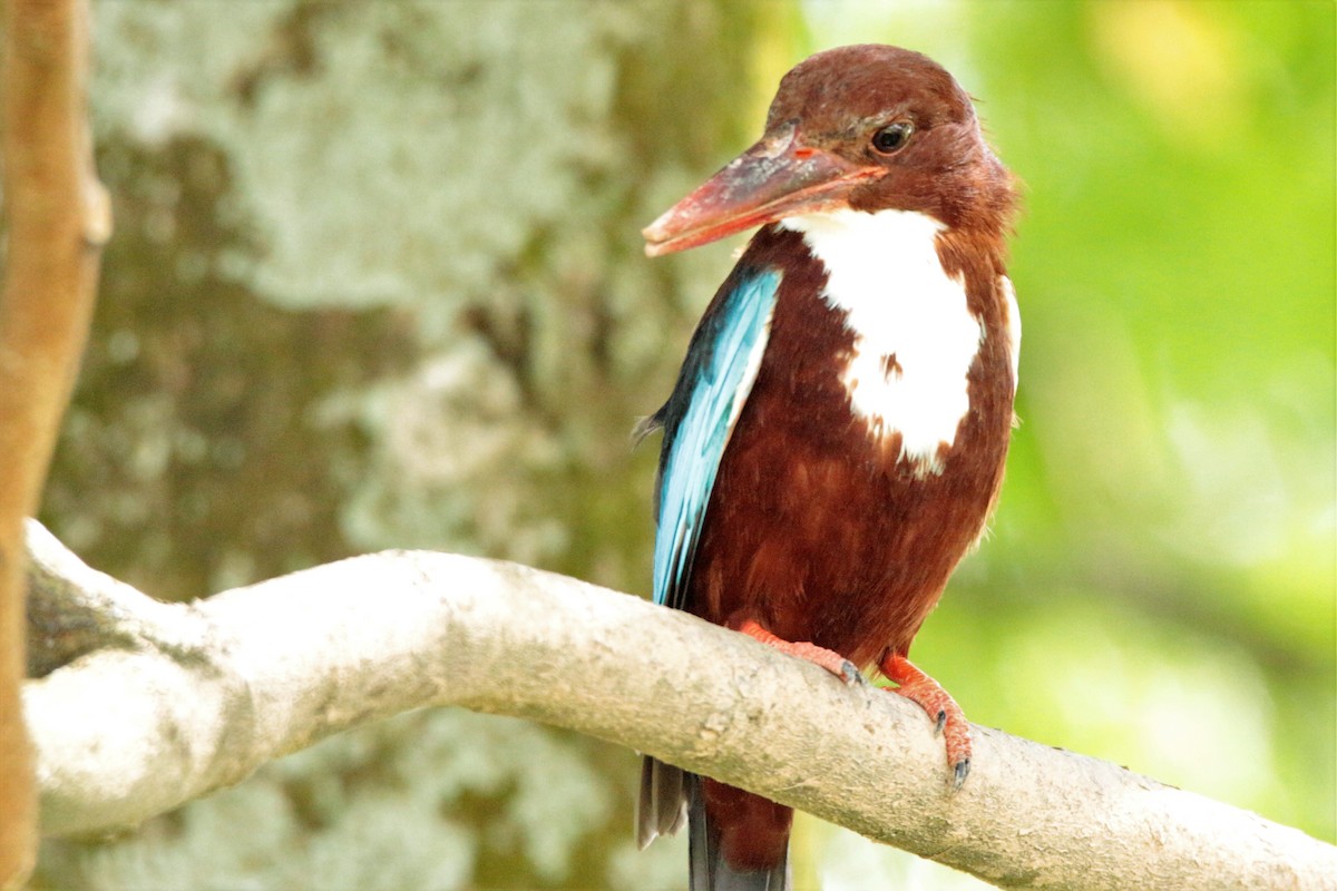 White-throated Kingfisher - ML73985881