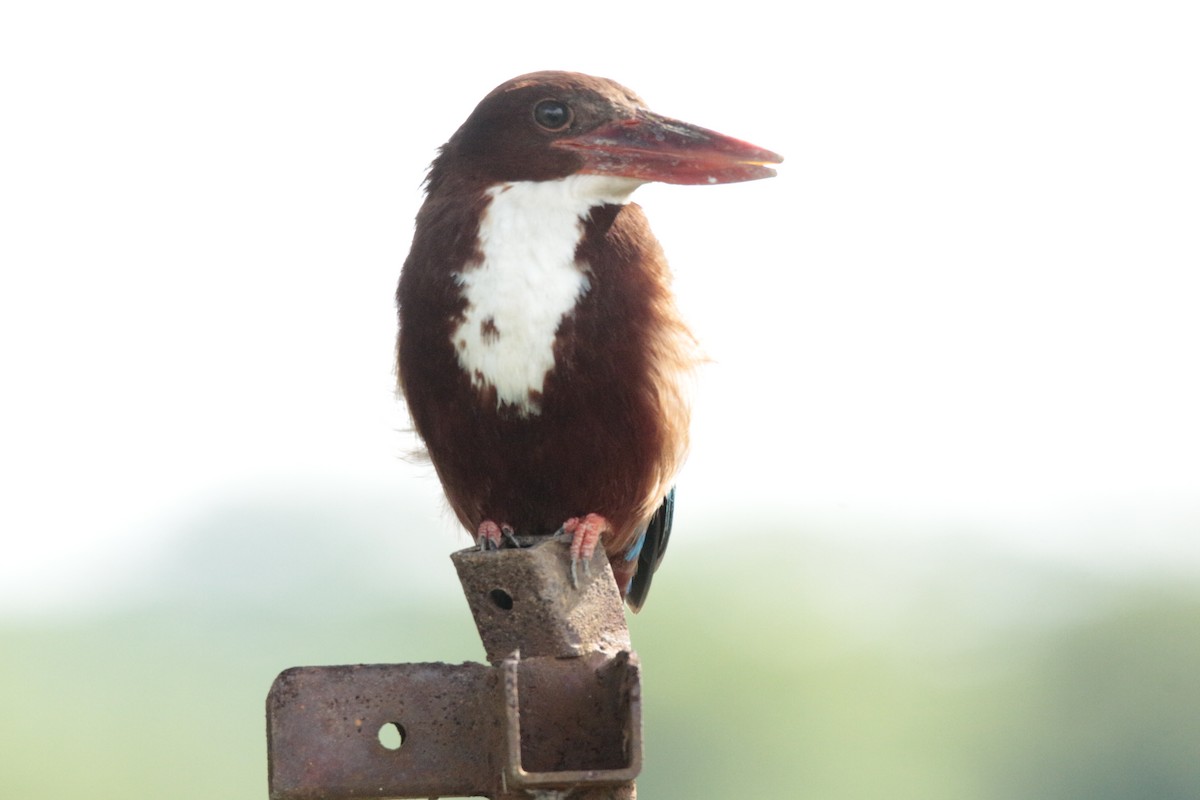 White-throated Kingfisher - ML73985891