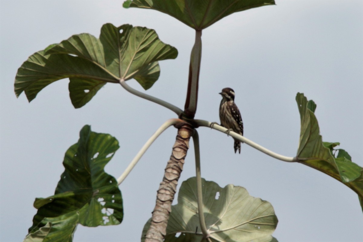 Sunda Pygmy Woodpecker - ML73986021