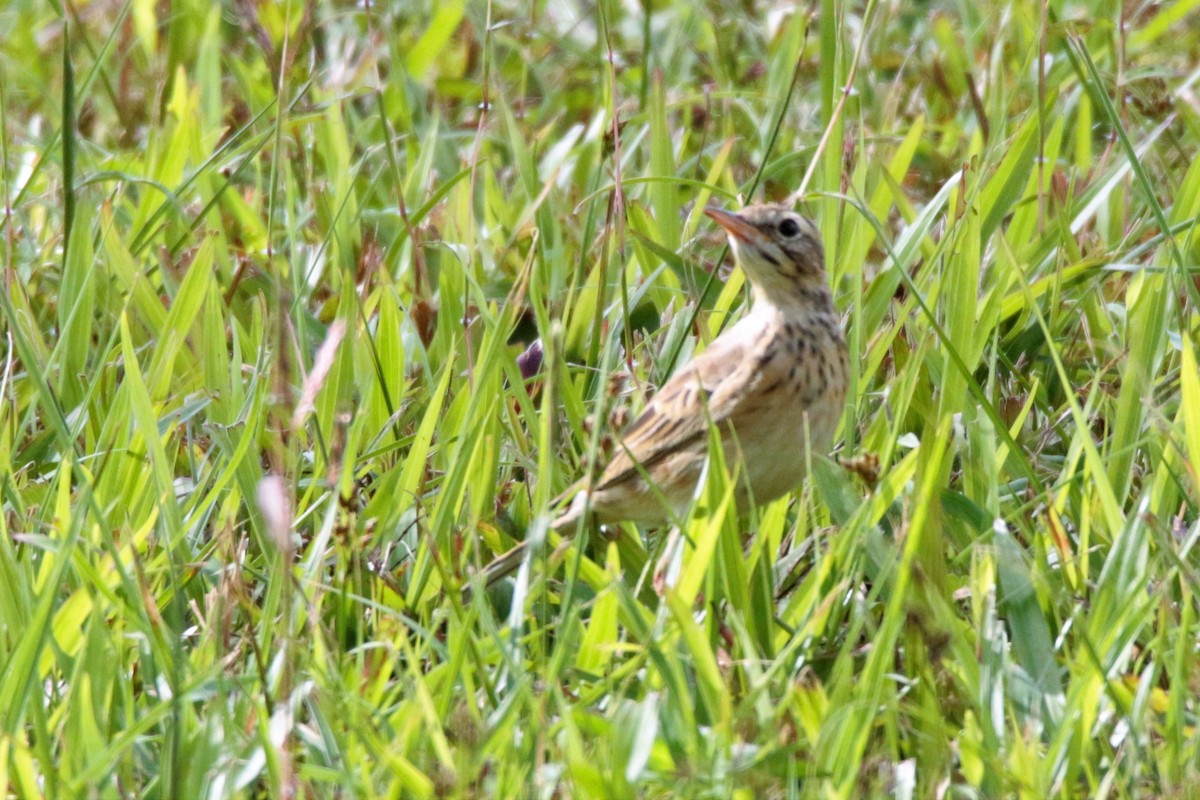 Paddyfield Pipit - ML73986841