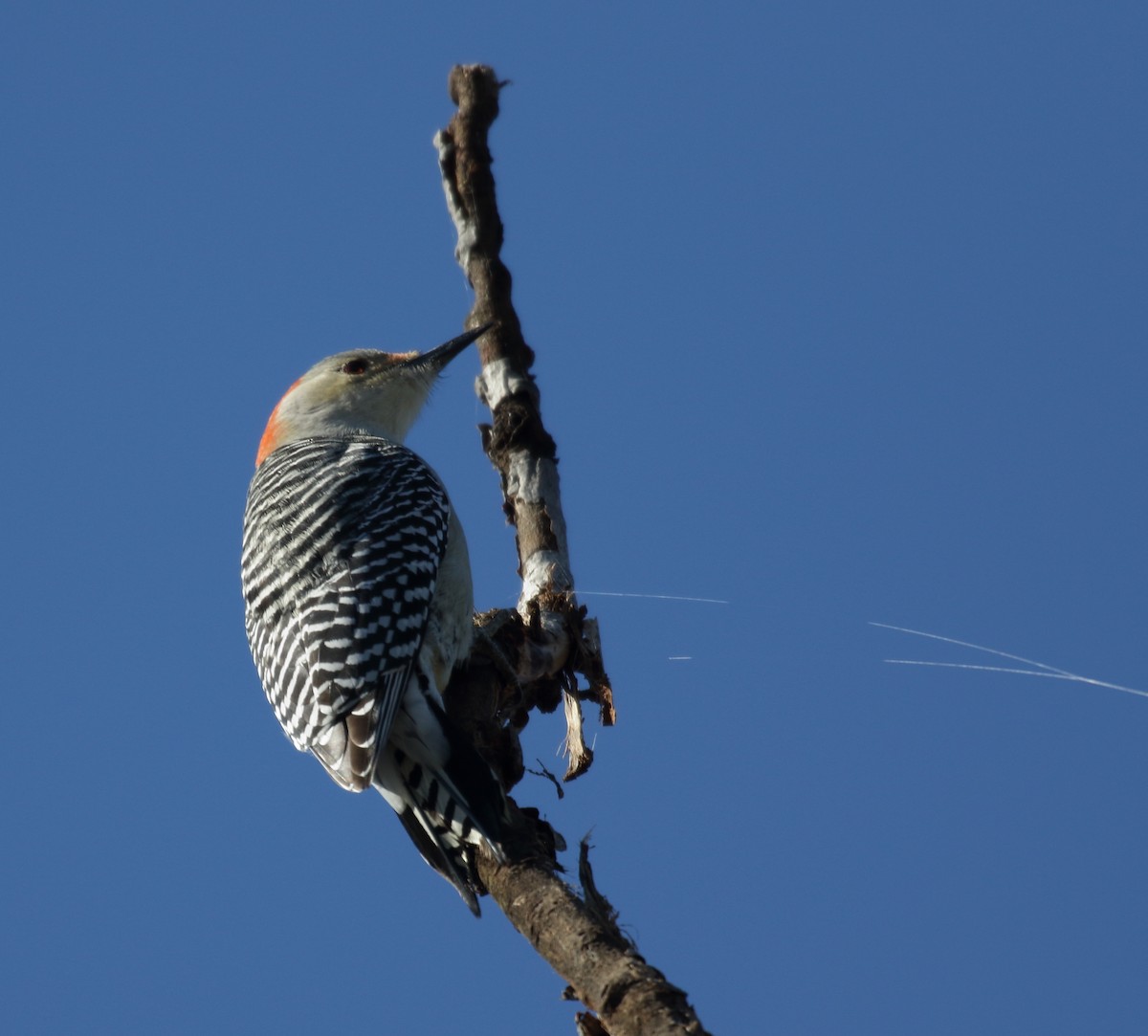 Red-bellied Woodpecker - Jeff Hullstrung