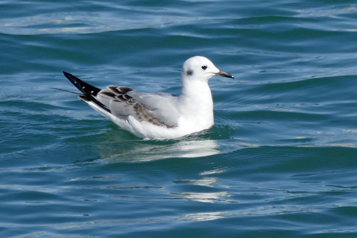 Bonaparte's Gull - Noah Strycker