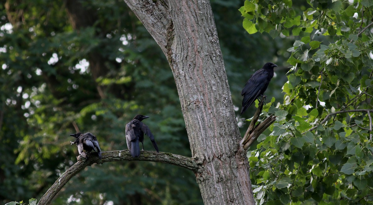 American Crow - Jay McGowan