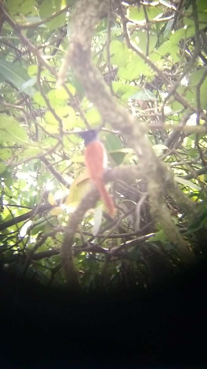 Indian Paradise-Flycatcher - Renju TR