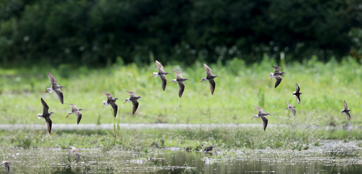 Lesser Yellowlegs - ML73992461