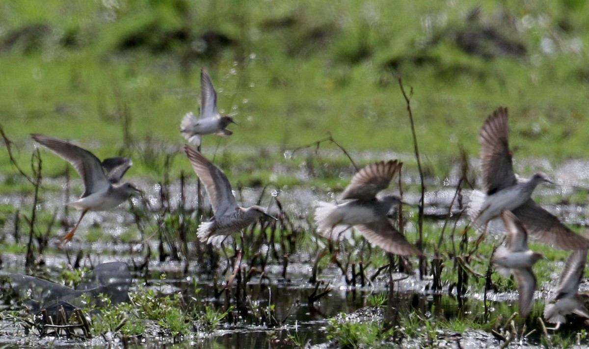 Stilt Sandpiper - ML73992471