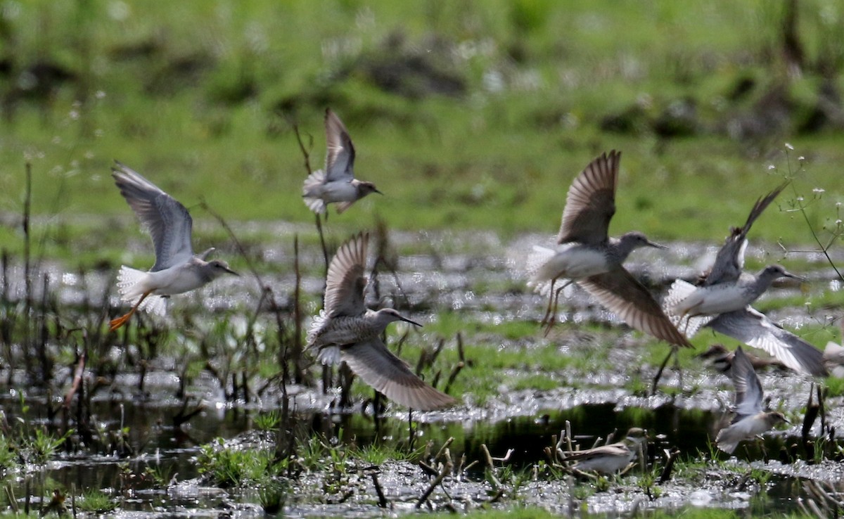 Stilt Sandpiper - ML73992481