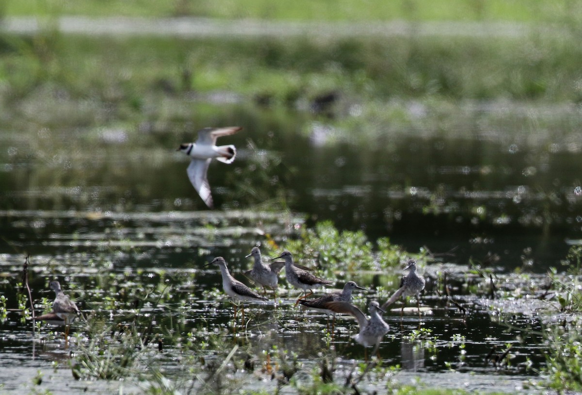 Lesser Yellowlegs - ML73992491