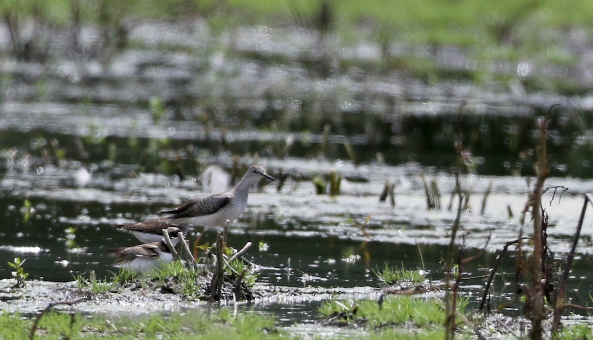 Lesser Yellowlegs - ML73992501