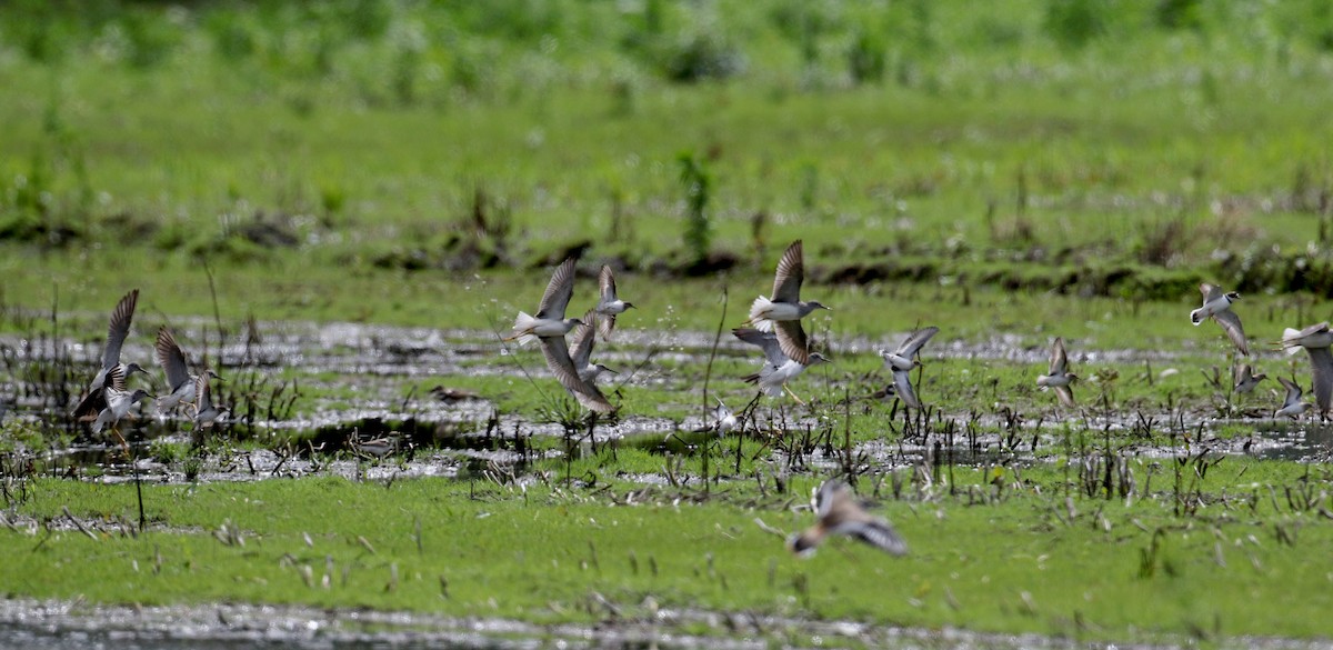 Lesser Yellowlegs - Jay McGowan