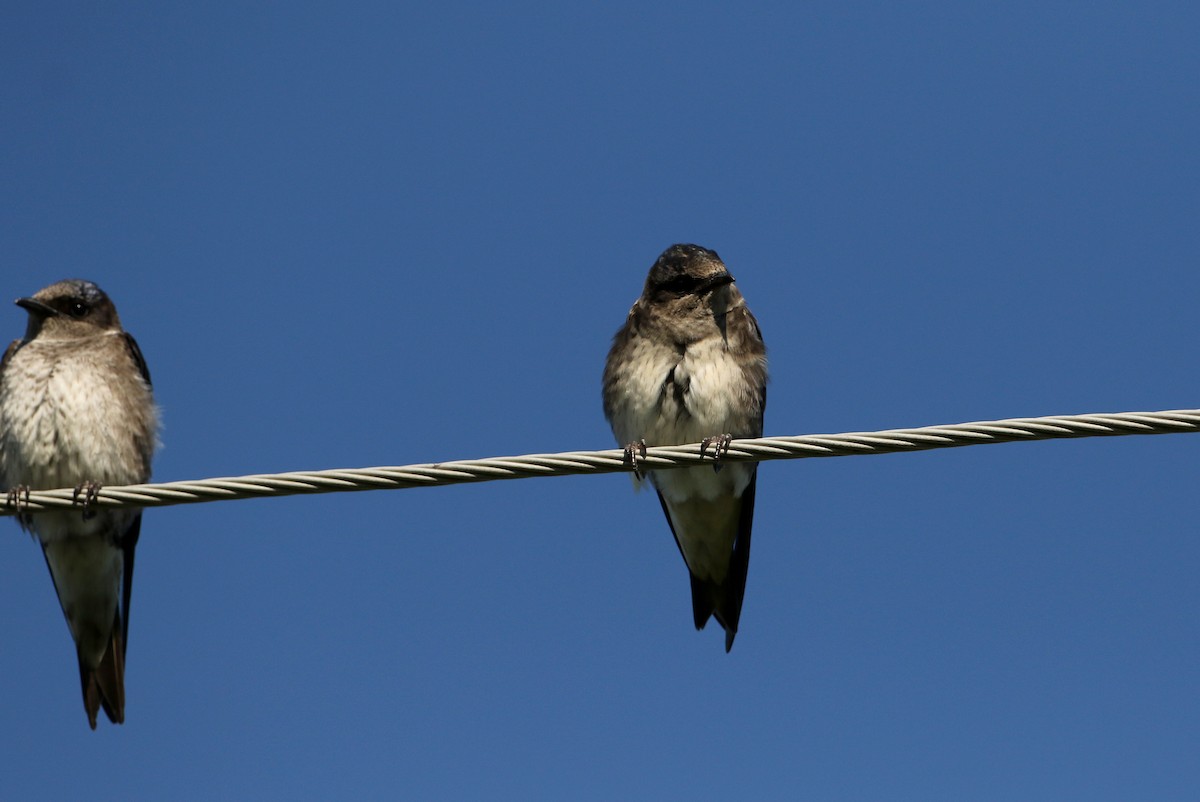 Golondrina Purpúrea - ML73992711