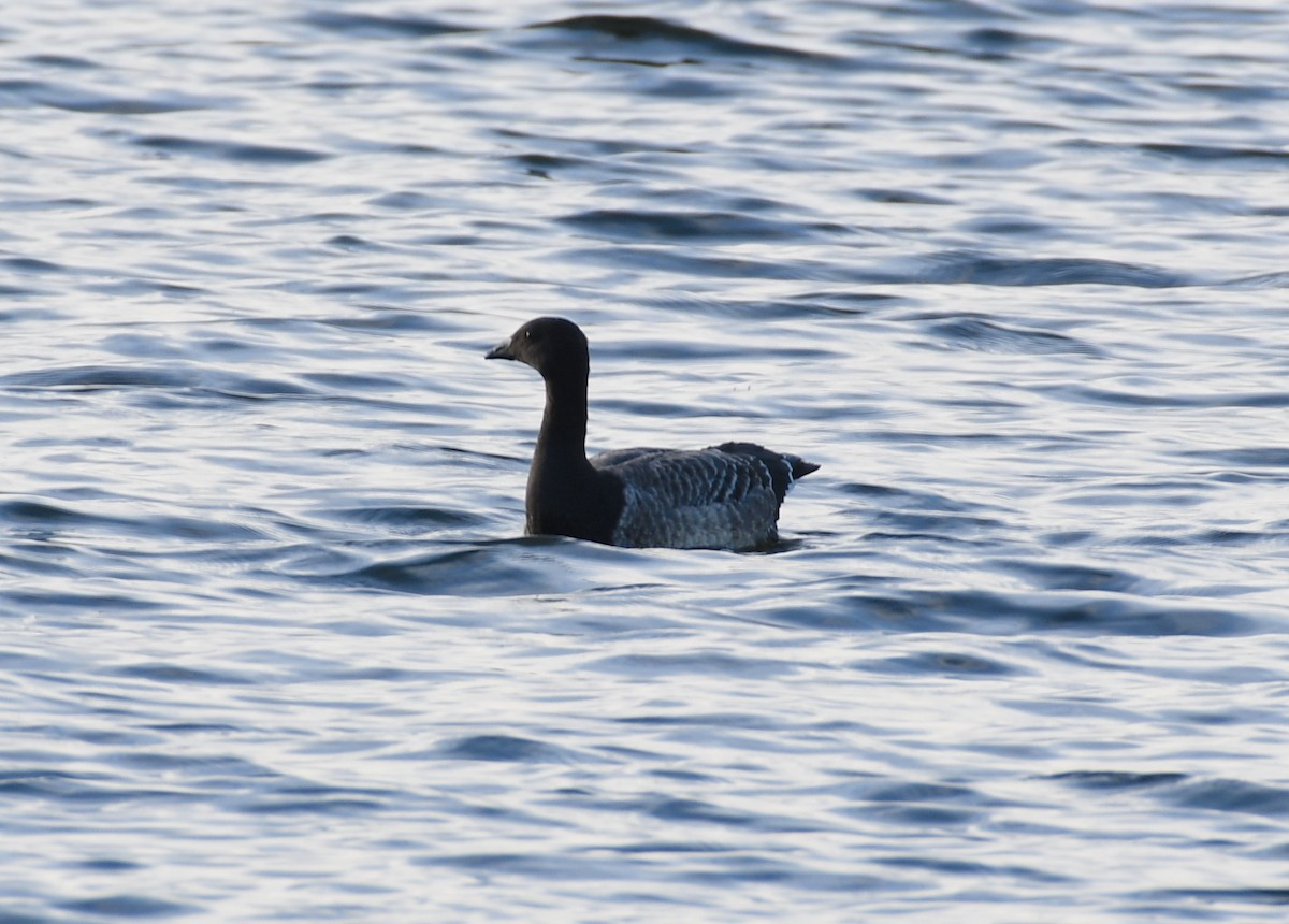 Brant (Atlantic) - ML73993221