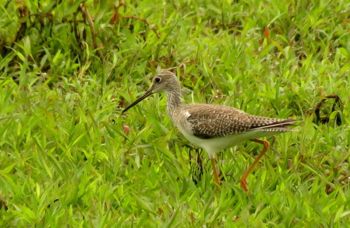 Greater Yellowlegs - ML73994771