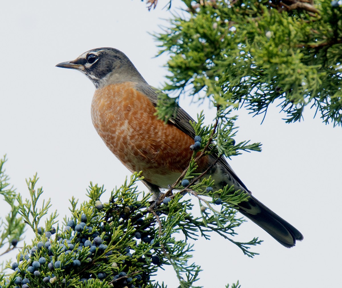 American Robin - Jack and Shirley Foreman