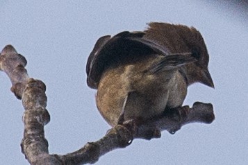 Passerin indigo - ML73996091