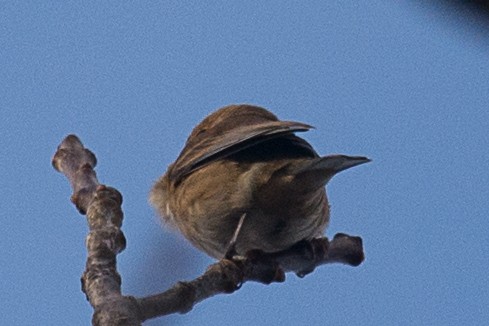 Indigo Bunting - ML73996101