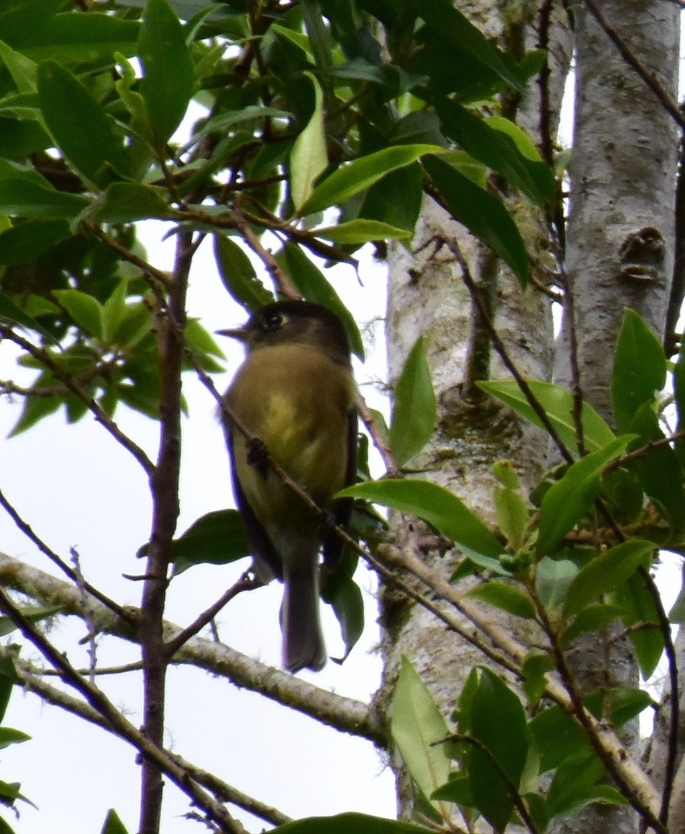 Black-capped Flycatcher - ML73997081