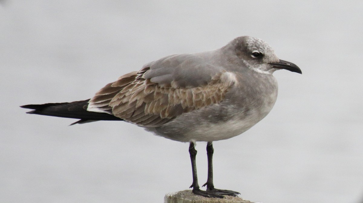 Laughing Gull - Laura Tierney