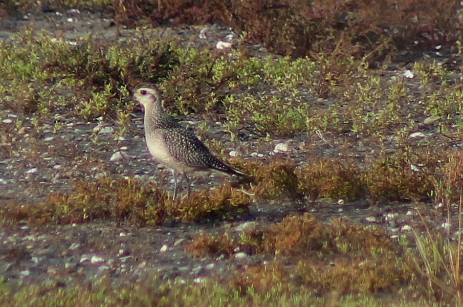 American Golden-Plover - Matthew Schenck