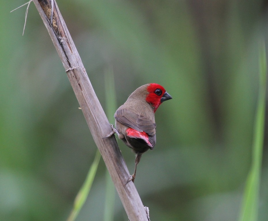 Lesser Seedcracker - Bassel Abi Jummaa