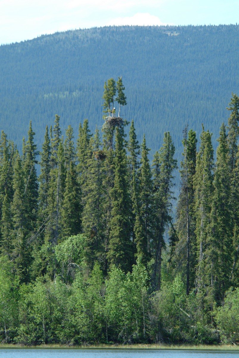 Bald Eagle - ML74000141