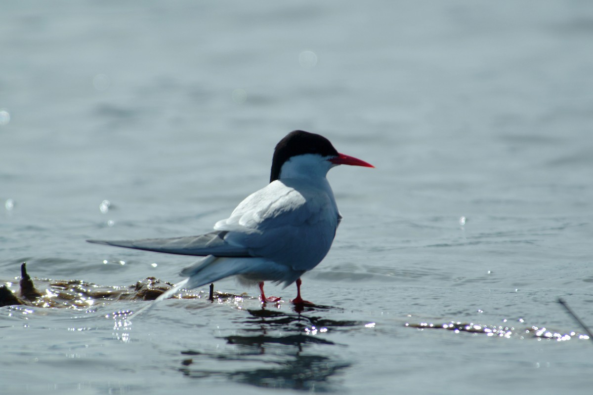 Arctic Tern - ML74000151