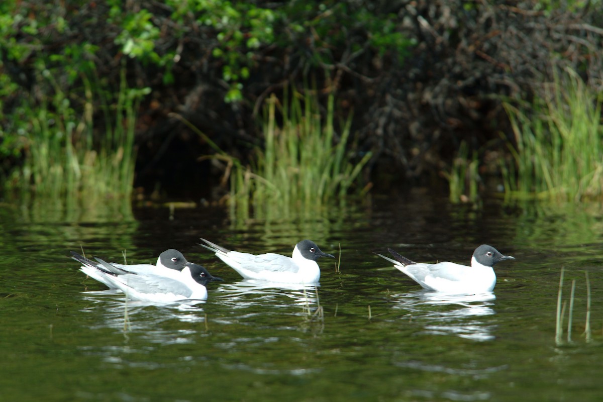 Bonaparte's Gull - ML74000161