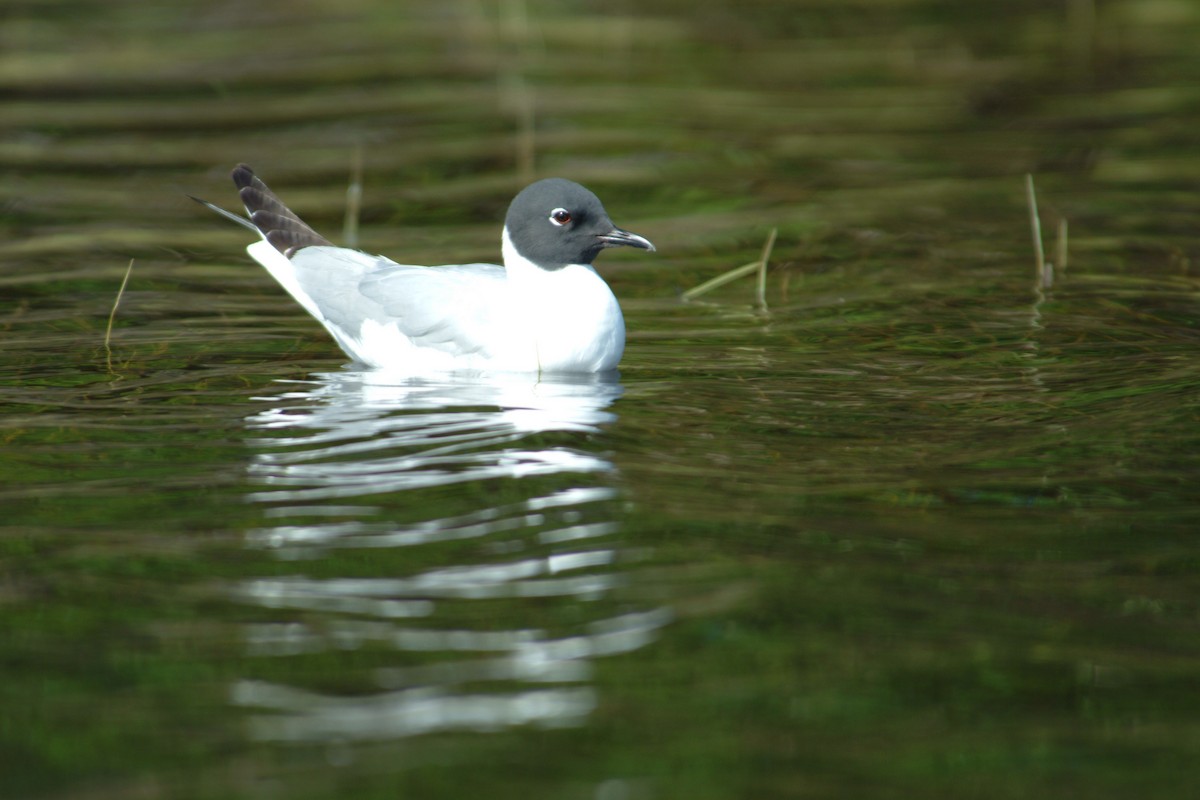 Mouette de Bonaparte - ML74000171