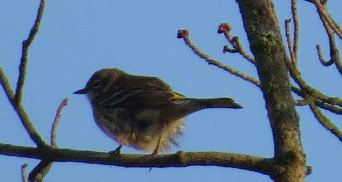 Yellow-rumped Warbler - ML74000641